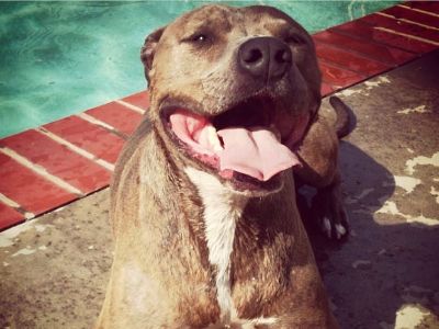 Arrow is sitting next to a pool and smiling with his tongue out.